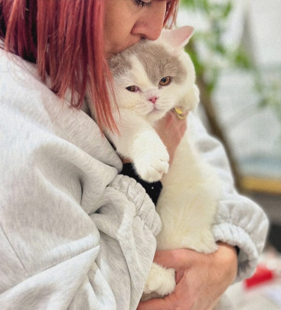 Subarashi, British Shorthair fawn et blanc – élevage Sendosan